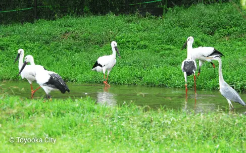 Toyooka, Hometown of the Endangered Oriental White Storks